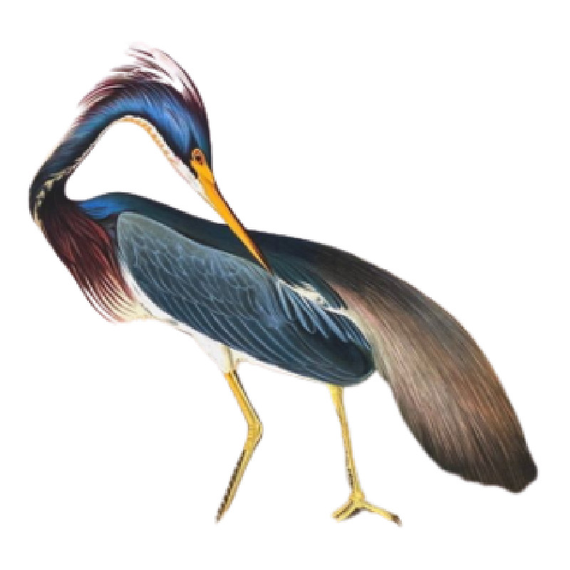 John James AUDUBON lithographie Louisiana Heron - photo_2